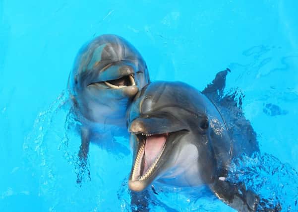 Previous research suggests sex plays an important role in social bonding among dolphins. Picture: Getty Images