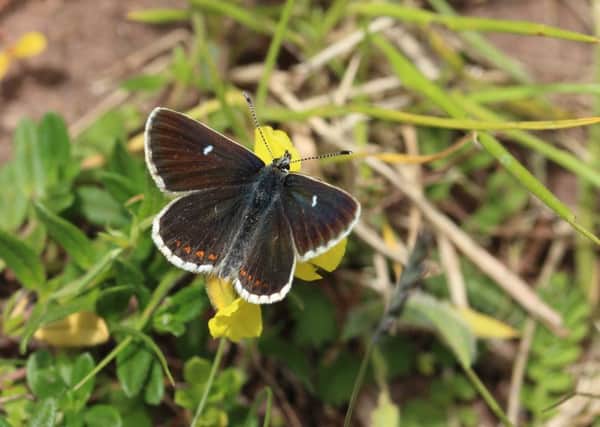 The number of northern brown argus, a conservation priority species, increased by 53 per cent year-on-year