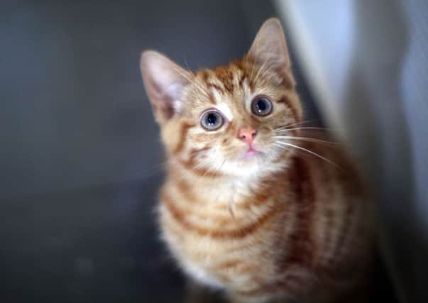 The study has shown cats do recognise their own names. Picture: Christopher Furlong/Getty Images