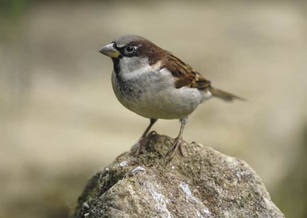 House sparrow. Picture: RSPB