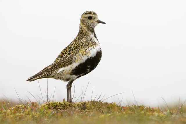 The Golden Plover. Picture: Lorne Gill/SNH/2020Vision