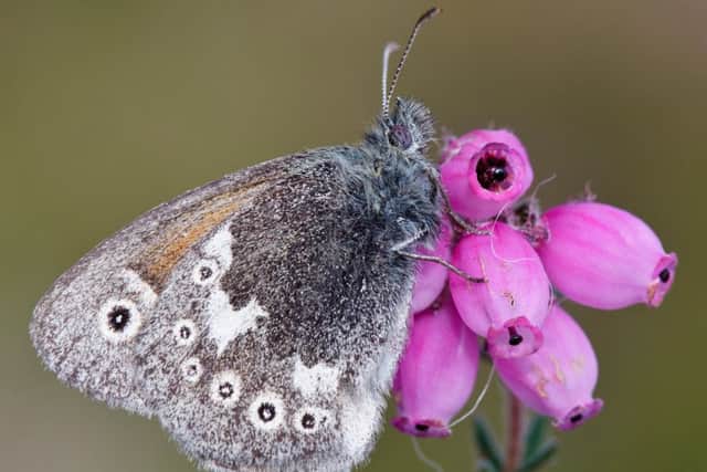 The Large Heath Butterfly. Picture: Alistair J Graham