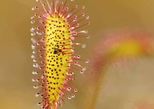 The sundew (Drosera intermedia). Picture: Lorne Gill/SNH/2020Vision