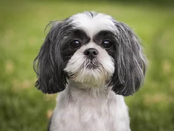 A shih tzu died in Hertfordshire after contracting the killer disease.