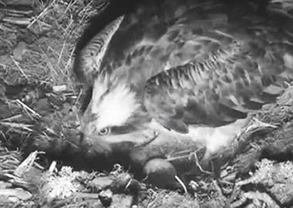 The first sighting in 2019 of an osprey egg at at the Scottish Wildlife Trust's Loch of the Lowes Wildlife Reserve in Perthshire. Picture: PA