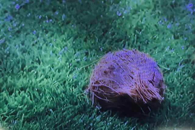 A coconut thrown onto the pitch at Tynecastle during the Edinburgh derby between Hearts and Hibs.