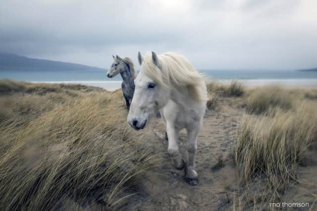 The ponies, Toby, 16 and Isla, 7, belong to the MacKay family who live close to the sands. Both are pedigree ponies - Toby is a Highland and Isla an Eriskay.