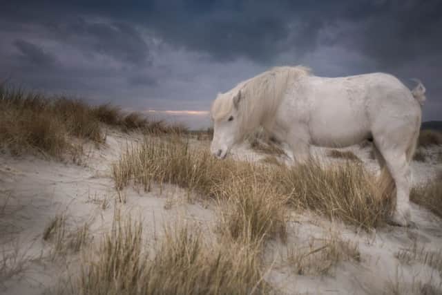 The white ponies of Luskentyre appear in pictures and postcards around the world and have become symbols of one of Scotland's most beautiful beaches.