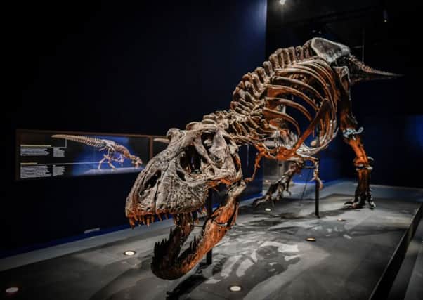 Tyrannosaurus Rex  (Photo credit should read STEPHANE DE SAKUTIN/AFP/Getty Images)