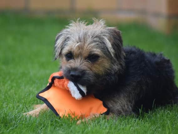 A leading animal charity is asking Scots to put their dogs first during National Pet Month