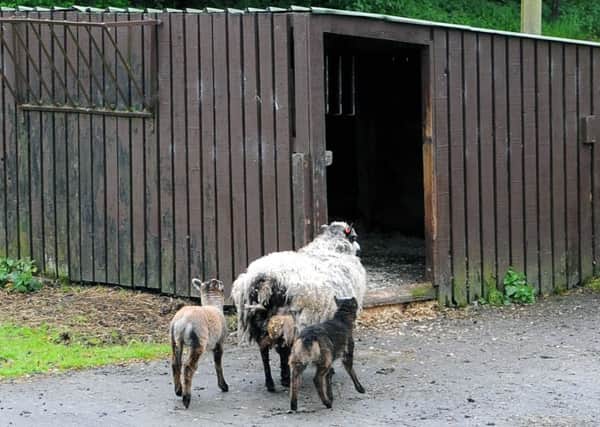 The animals have now been removed from Palacerigg, but it is hoped this won't be the end