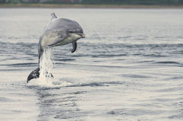 Bottle-nosed dolphin Tursiops truncatus, Adult, Low breach out of the sea, Moray Firth, Scotland. Picture: file.
