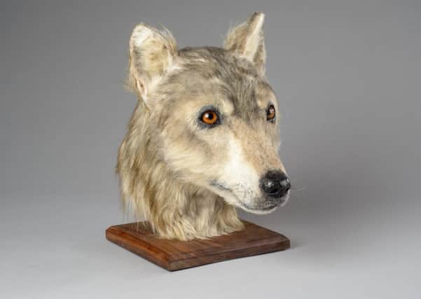 The 4000-year-old dog's face has been reconstructed. Picture: Contributed