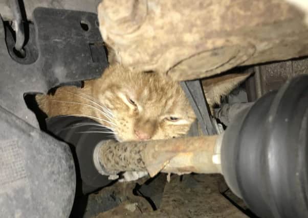 Harry, a 10-year-old ginger rescue cat in the engine. Picture: SWNS
