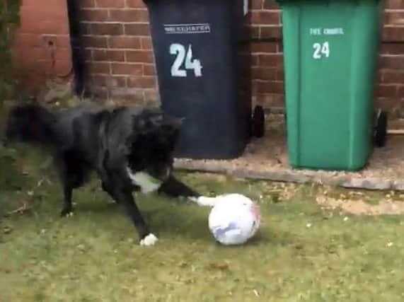 The incredible kick about between postal worker David Barbour, 50, and the two-footed wonder pup dubbed Ronaldog. SWNS