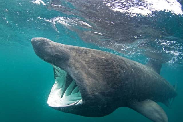 A basking shark. Photo taken off the coast of the Island of Coll.