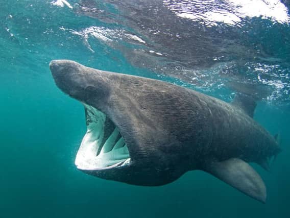A basking shark. Photo taken off the coast of the Island of Coll.