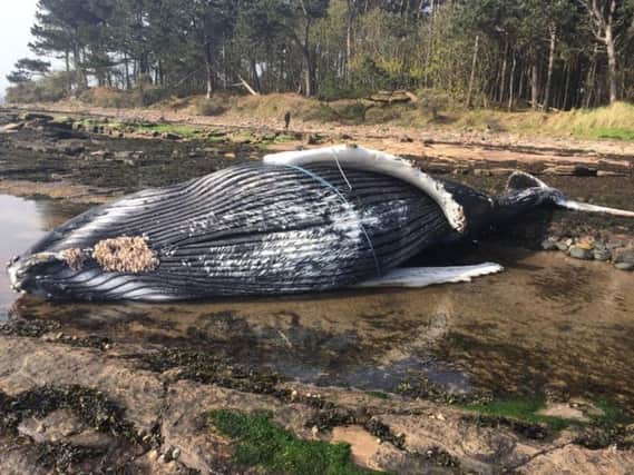 The humpback whale washed up on shore at Tyninghame where it was difficult to access so country rangers called in the RNLI to help.