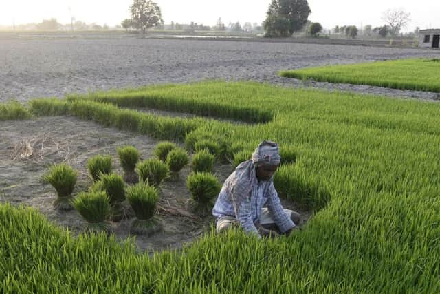 An Indian farmer gathers roots of a paddy crop to plants seeds in a field at a village. (Picture: AFP/Getty Images)