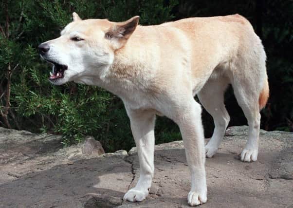 Rescue personnel said a father fought off several dingoes to save his 14-month-old son. Picture: Russell McPhedran\AP