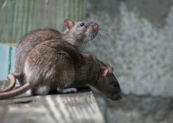 Steven Haig and partner Hazel faced a horror invasion of rats at their Glasgow East End home. Picture: Shutterstock