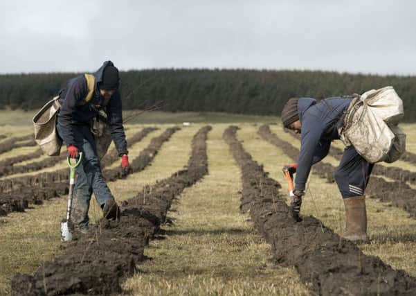 Thousands of acres of trees are being planted in Scotland every year