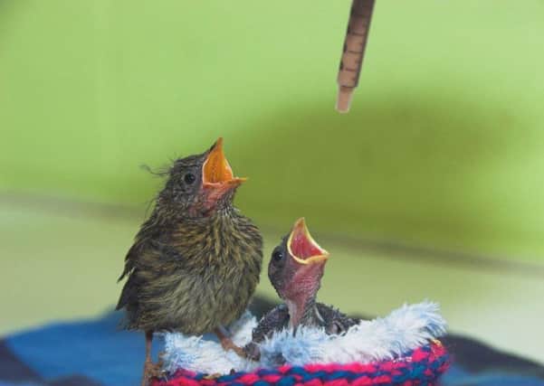 Feeding baby birds