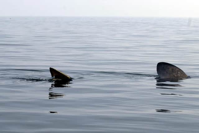 Basking shark in Scotland. (Image: TSPL)