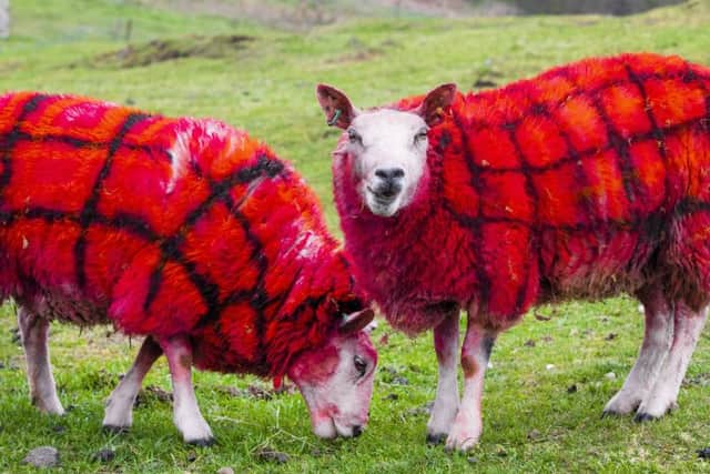 Bright red tartan sheep loving their new coats at Auchingarrich Wildlife Centre, Perthshire. Picture: SWNS