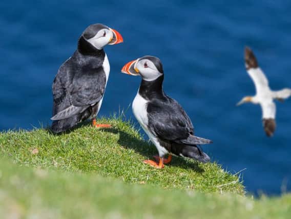 Puffins and a gannet on Shetland. All photos from Shutterstock.