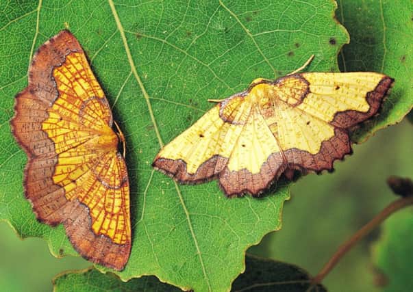 The latest records show the Dark Bordered Beauty moth, which has been named as a conservation priorty, is increasing. Picture: Roy Leverton