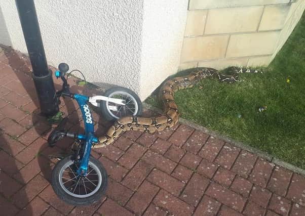 A seven-foot boa constrictor found by children in a garden in Innerleithen.