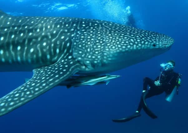 Diving with whale sharks at Mirihi Island in the Maldives