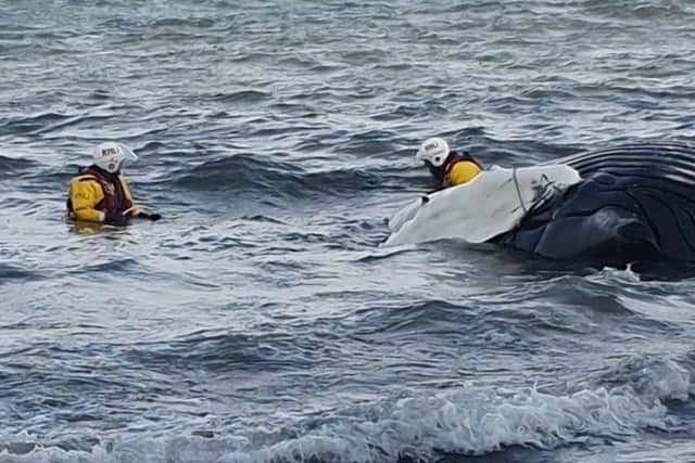 Dunbar lifeboat crew attach a tow rope to the juvenile humpback whale.