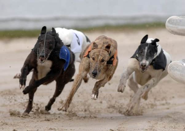 Greyhound racing at Shawfield stadium in Glasgow. Picture: Ian Rutherford