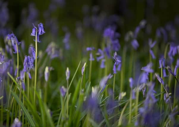 Bluebells are beautiful and we must not destroy them (Picture: Getty)