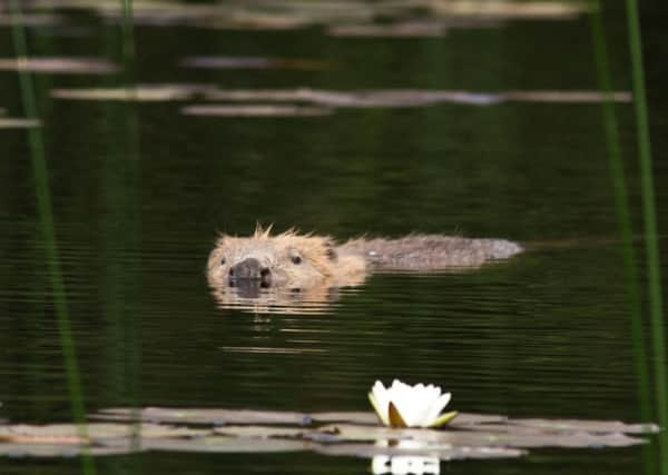 It is now illegal to kill the animals or destroy established dams and lodges in Scotland, without licence, due to them now having European Protected Species status. Picture: Scottish Wildlife Trust/PA Wire