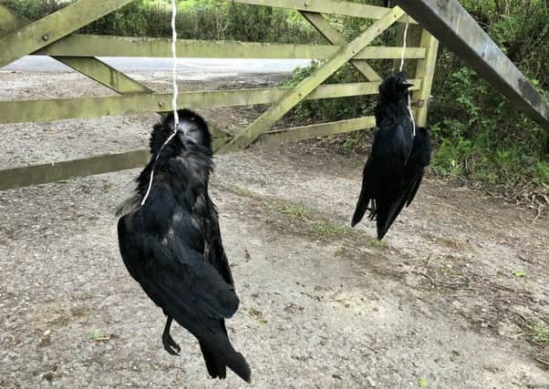 TV wildlife presenter Chris Packham has been targetted by vandals who strung up two dead birds on the gate of his country home.