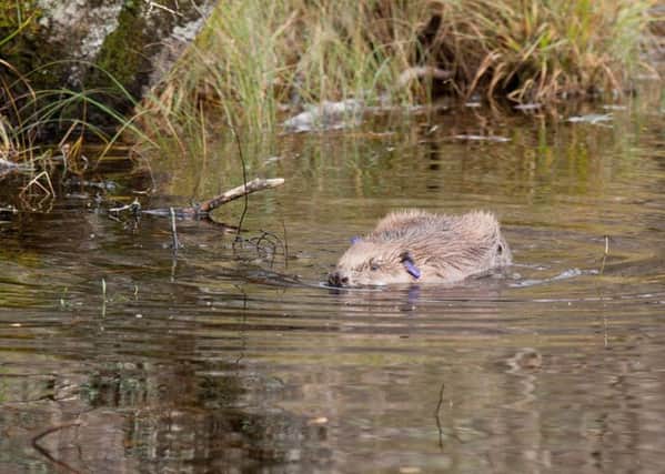 Beavers have been reintroduced to Scotland, almost four centuries after they were hunted to extinction in Britain