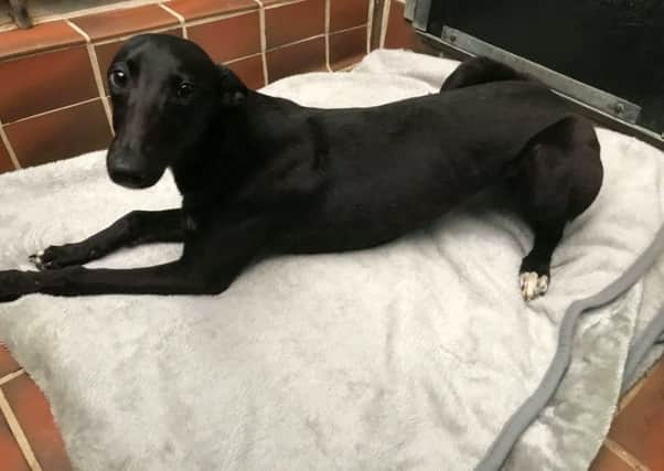Paloma the lurcher who was rescued from the M25 near Uxbridge before being driven 400 miles to a police station in Coatbridge. Picture: Scottish SPCA/SWNS