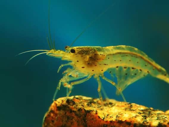 Shrimp bred in Suffolk have been found with traces of cocaine and ketamine (Photo: Shutterstock)