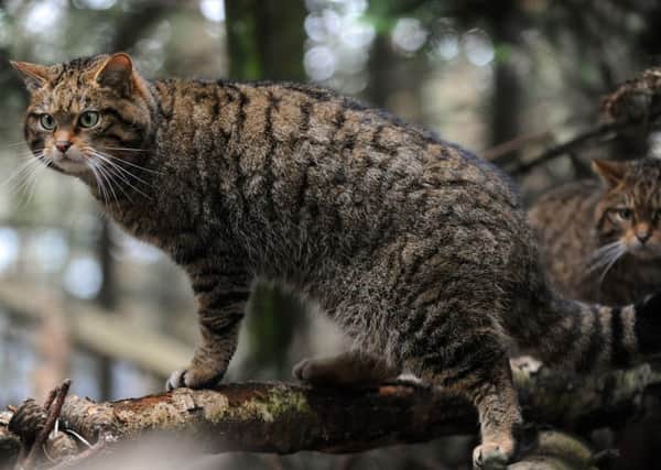 The Scottish wildcat  is one of the native species under threat. Picture Ian Rutherford