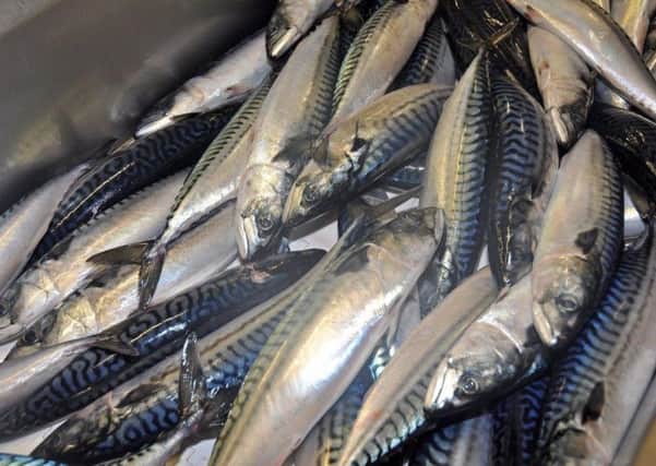 Northeast Atlantic mackrel