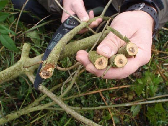 Ash dieback is predicted to cost £15 billion in Britain
.
