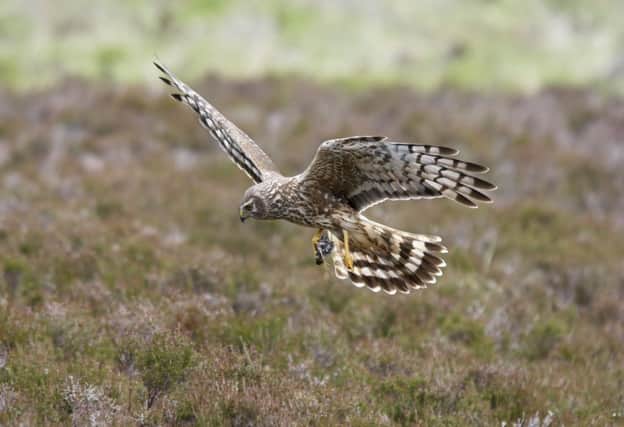 Hen harrier. Picture: Tony Hamblin/FLPA/imageBROKER/REX/Shutterstock