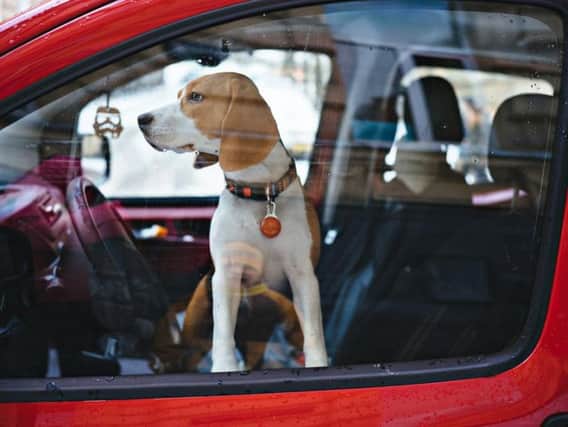It only takes a few minutes for the interior of the car to become dangerously hot for a dog (Photo: Shutterstock)