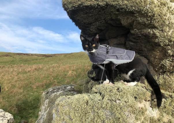 Figaro wears a leash when out and about and loves to spend time at the beach. PIC: Contributed.