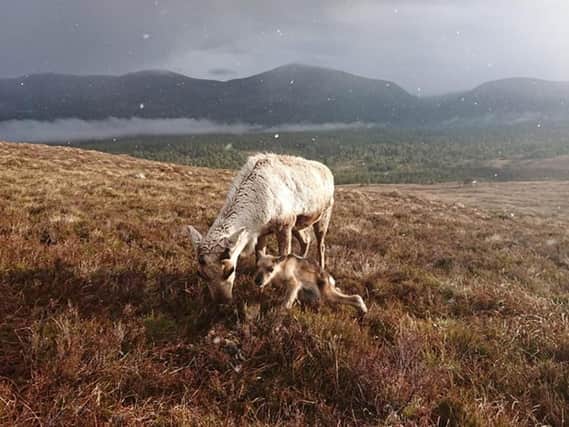 The first-time mum gave birth on the Cairngorm Mountain on Wednesday. PIC: Cairngorm Reindeer Centre.