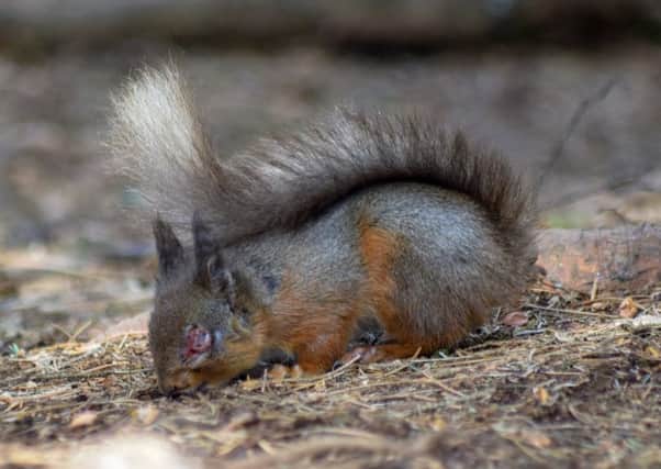 Squirrelpox only affects red squirrels, although the virus is carried by greys. Picture: Lisa Fuller