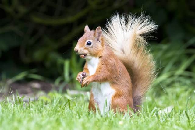 Scotland's has the largest population of red squirrels in the UK. Picture: Steve Gardner